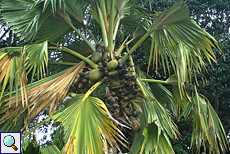 Seychellenpalme (Coco-de-Mer, Lodoicea maldivica)
