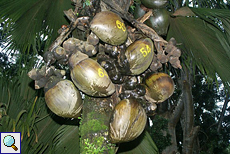 Früchte der Seychellenpalme (Coco-de-Mer, Lodoicea maldivica)