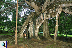 Stamm der riesigen Birkenfeige (Weeping Fig, Ficus benjamina) im botanischen Garten