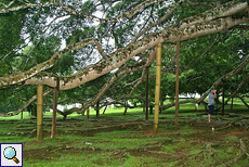 Unter der riesigen Birkenfeige (Weeping Fig, Ficus benjamina) im botanischen Garten