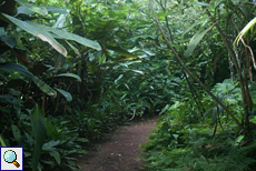 	Im Brief Garden schreitet man unter üppiger Vegetation hindurch