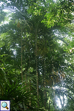 Palmen im Brief Garden