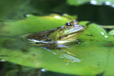 Sechszehenfrosch (Green Pond Frog, Euphlyctis hexadactylus)