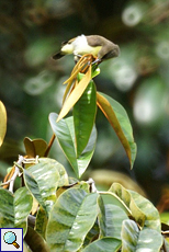 Nektarvogel-Weibchen im Brief Garden