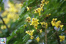 Gelbe Blüten im Brief Garden