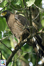 Schlangenweihe (Crested Serpend Eagle, Spilornis cheela spilogaster)