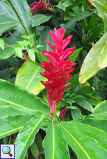 Purpurfarbener Ingwer (Red Ginger, Alpinia purpurata)