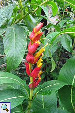 Große, rotgelbe Blüte im Brief Garden