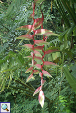 Heliconia chartacea