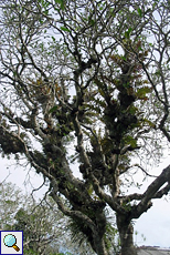 Mit Farnen bewachsener Baum im Brief Garden