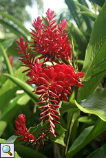 Leuchtend rot gefärbte Blüte von Alpinia purpurata im Brief Garden