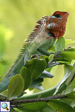 Männliche Sägerückenagame (Green Forest Lizard, Calotes calotes)