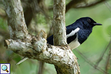 Männliche Dajaldrossel (Oriental Magpie Robin, Copsychus saularis ceylonensis)