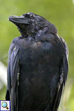 Dschungelkrähe (Black Crow, Corvus macrorhynchos)