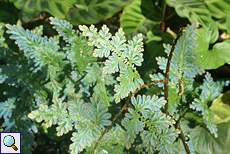Moosfarn (Spike Moss, Selaginella sp.) im Brief Garden