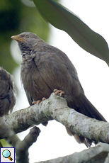 Gelbschnabeldrossling (Yellow-billed Babbler, Turdoides affinis taprobanus)