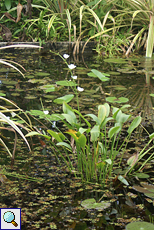 Wasserpflanzen im Brief Garden