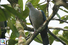 Bronzefruchttaube (Green Imperial Pigeon, Ducula aenea pusilla)