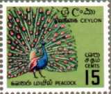 Pfau (Common Peafowl, Pavo cristatus)
