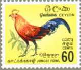 Ceylonhuhn (Ceylon Jungle-fowl, Gallus lafayetii)