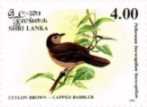 Braunkappen-Erdtimalie (Brown-capped Babbler, Pellorneum fuscocapillus)