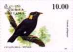 Ceylon-Beo (Ceylon Grackle, Gracula ptilogenys)