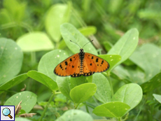 Acraea terpsicore (Tawny Coster)