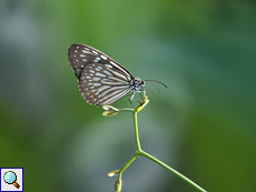 Ideopsis similis (Ceylon Blue Glassy Tiger)