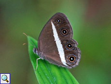 Orsotriaena medus mandata (Dark Grass-Brown)