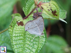 Graues Veilchen (Grey Pansy, Junonia atlites)