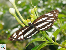 Gewöhnlicher Segler (Common Sailor, Neptis hylas)