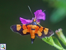 Aethaloessa calidalis