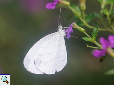 Leptosia nina (Psyche)