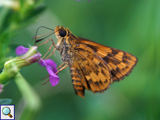 Potanthus confucius (Chinese Dart)