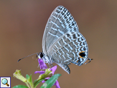 Jamides lacteata (Milky Cerulean), endemische Art