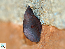 Euthrix laeta divisa, Männchen