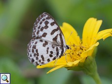 Castalius rosimon (Common Pierrot)