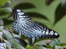 Brauner Segler (Clipper, Parthenos sylvia cyaneus)