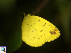 Eurema hecabe (Common Grass Yellow)