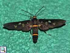 Amata cysseus