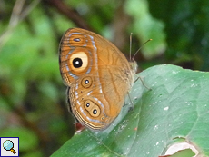 Mycalesis patnia (Gladeye Bushbrown)