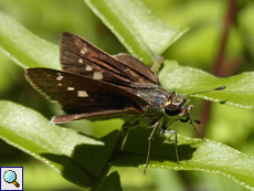 Parnara bada (Ceylon Swift)