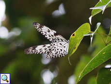 Idea iasonia (Ceylon Tree Nymph), endemische Art