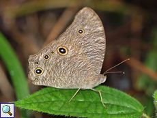 Melanitis leda (Common Evening Brown), Regenzeit-Form