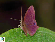 Abisara echerius (Common Plum Judy)