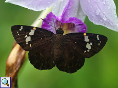 Celaenorrhinus spilothyrus