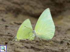 Catopsilia pomona (Lemon Emigrant), Männchen