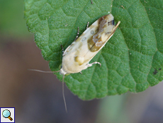 Acontia marmoralis, stark abgeflogen