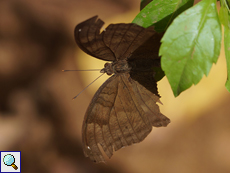 Junonia iphita (Chocolate Soldier)