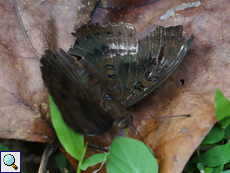 Gewöhnlicher Baron (Common Baron, Euthalia aconthea), stark abgeflogenes Männchen